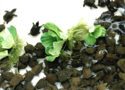 &ldquo;绿卡牌&rdquo;中华鳖种苗